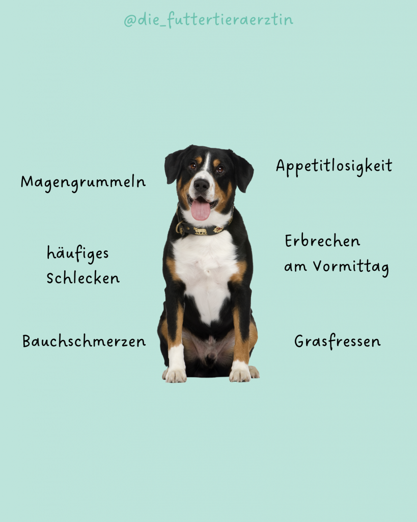 Übersäuerung und Sodbrennen beim Hund Die Futtertierärztin